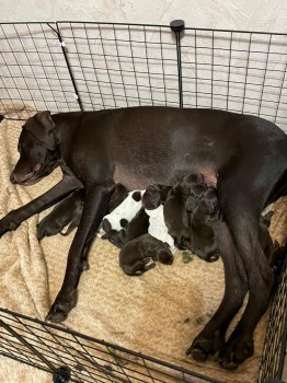 Купить щенка курцхаара. Открыта бронь.